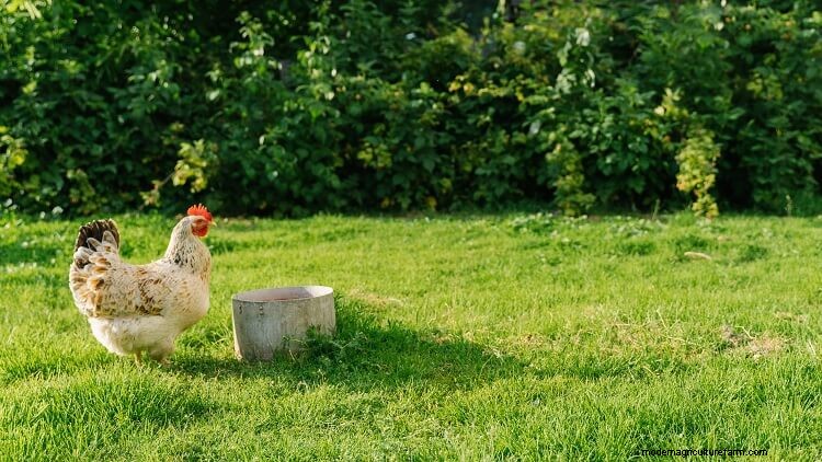 The Complete Guide To Chickens And Water