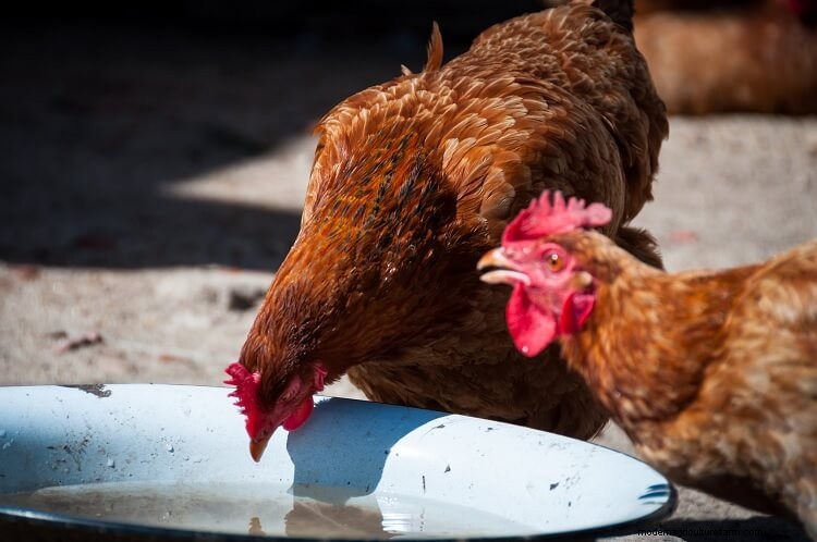 The Complete Guide To Chickens And Water
