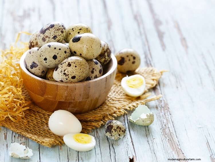 The Complete Guide To Quail Eggs