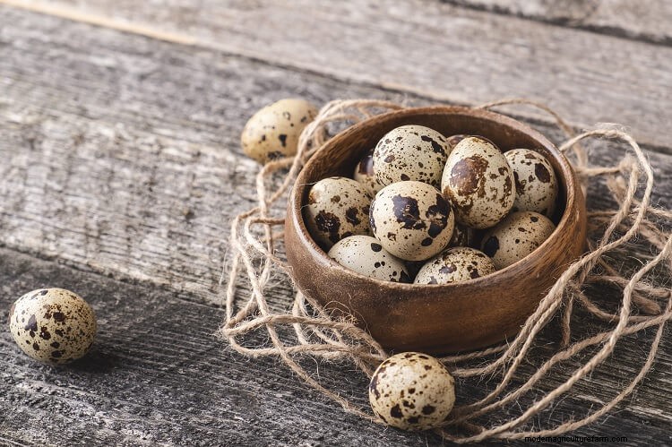 The Complete Guide To Quail Eggs
