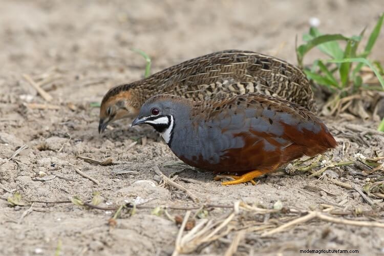 The Complete Guide To Quail Eggs