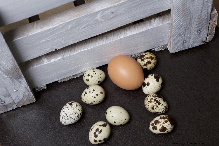 The Complete Guide To Quail Eggs