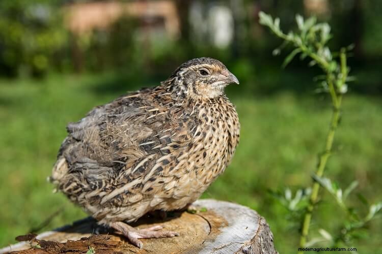 The Complete Guide To Quail Eggs