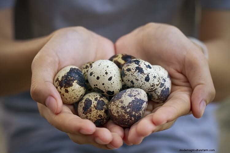 The Complete Guide To Quail Eggs