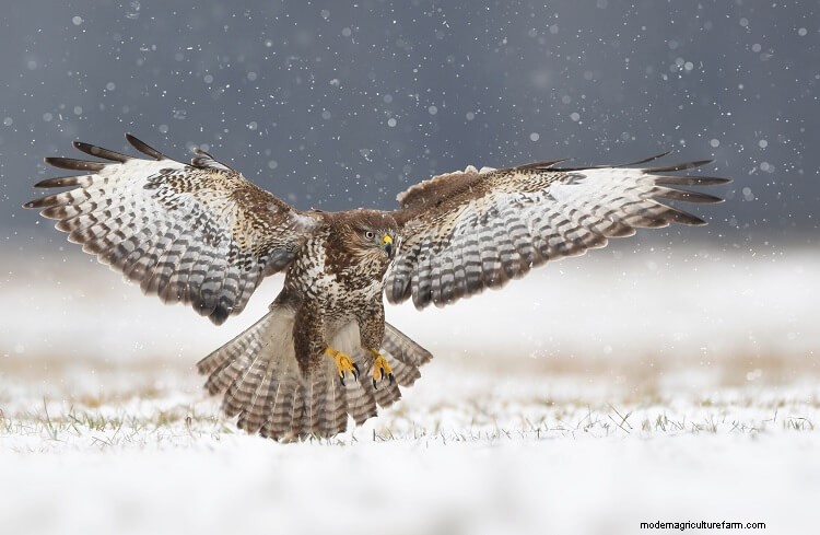 21 Common Chicken Predators And How To Stop Them