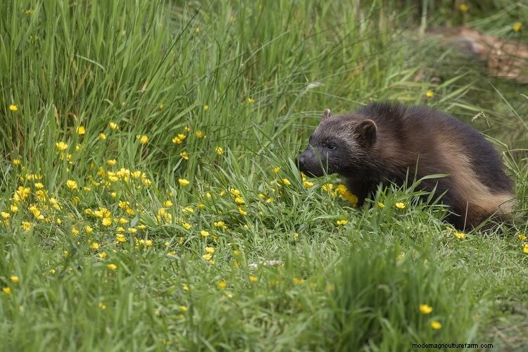 21 Common Chicken Predators And How To Stop Them