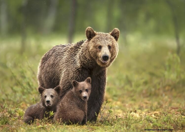 21 Common Chicken Predators And How To Stop Them