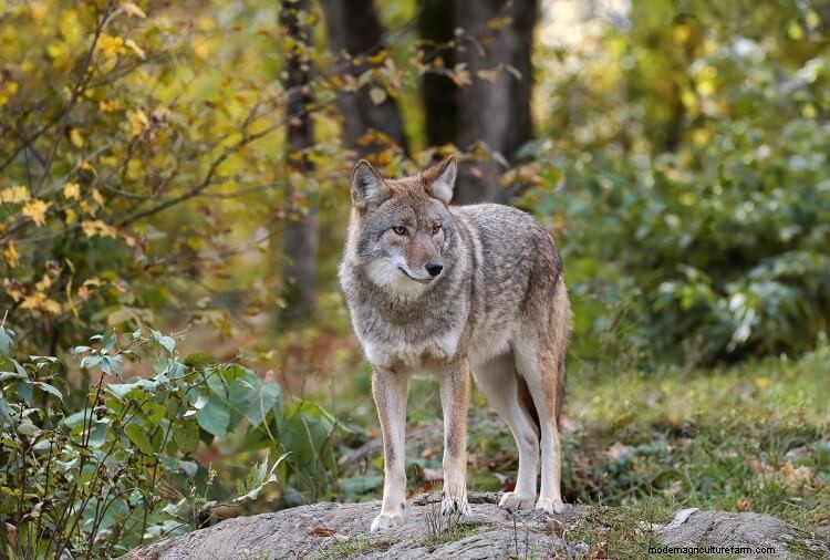 21 Common Chicken Predators And How To Stop Them