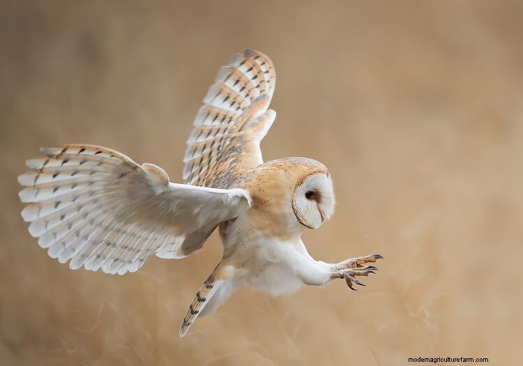 21 Common Chicken Predators And How To Stop Them