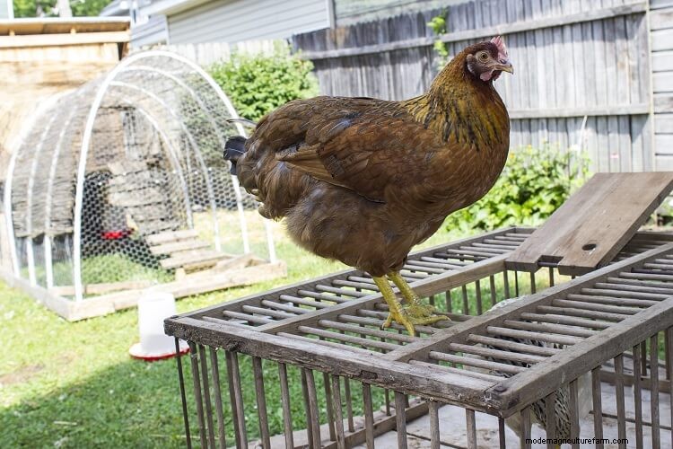 5 Best Chicken and Poultry Crates: The Complete Guide