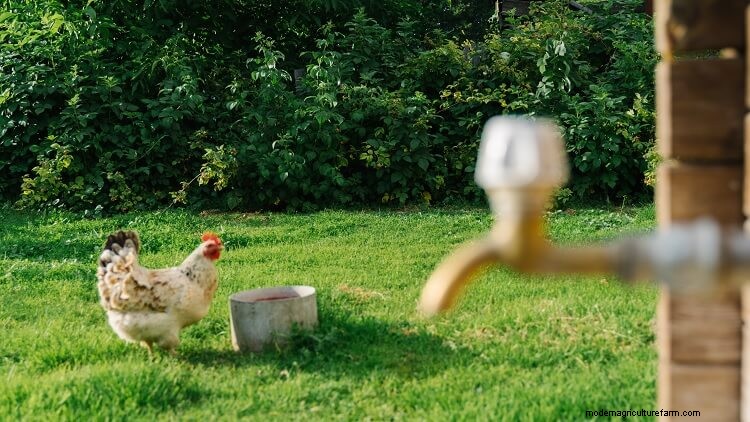 Automatic Chicken Waterers: What To Know Before Buying