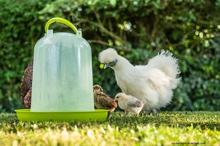 Automatic Chicken Waterers: What To Know Before Buying