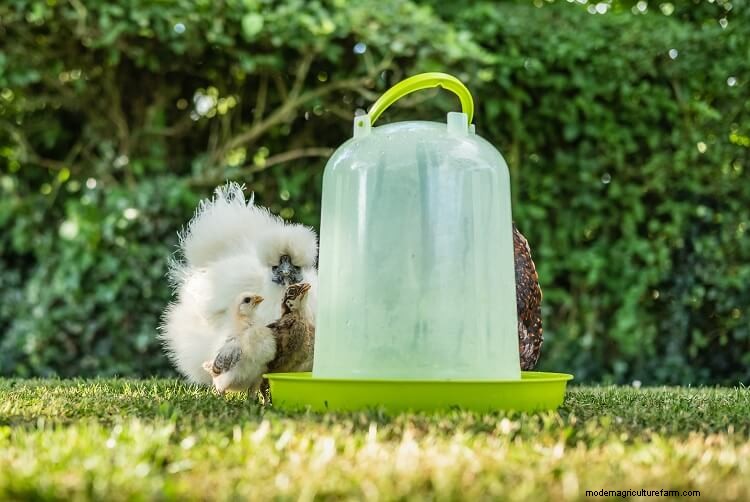 Automatic Chicken Waterers: What To Know Before Buying