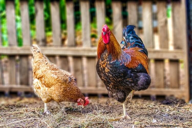 What Is Rooster Aggression And How To Stop It