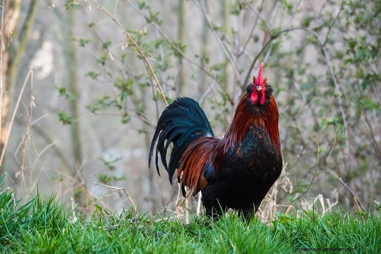 What Is Rooster Aggression And How To Stop It