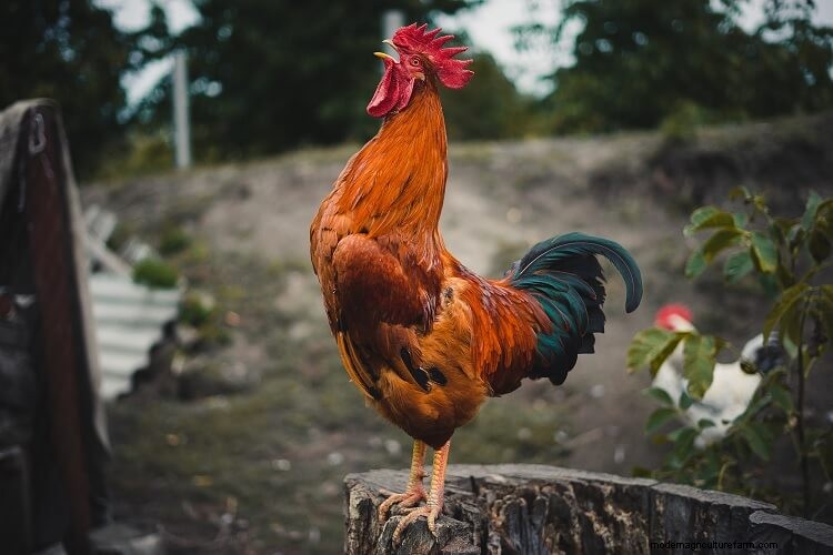 What Is Rooster Aggression And How To Stop It