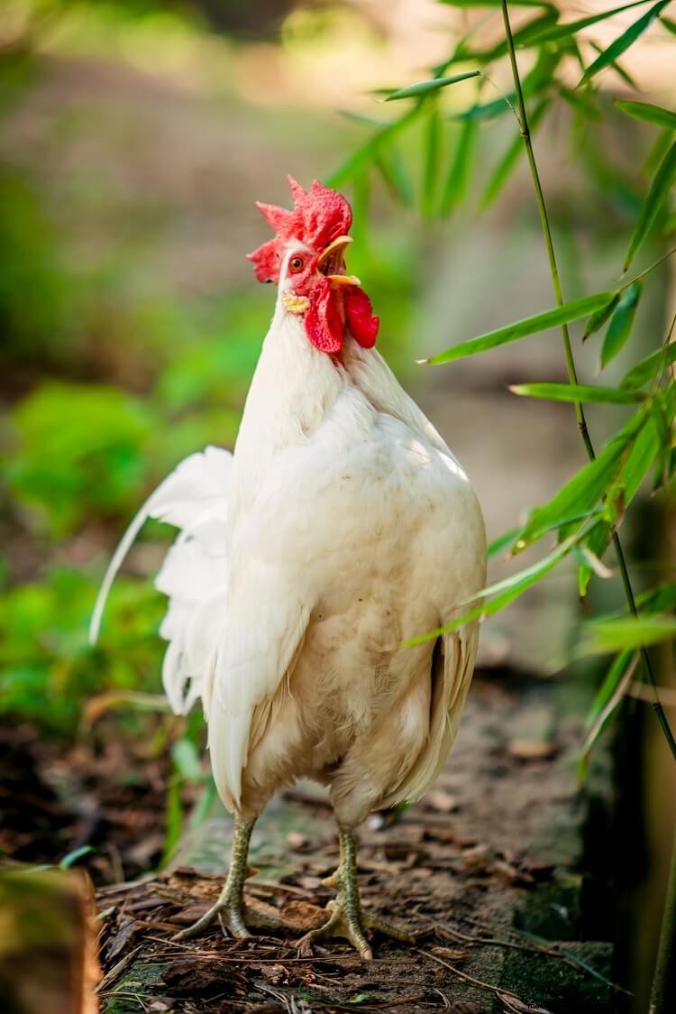 What Is Rooster Aggression And How To Stop It