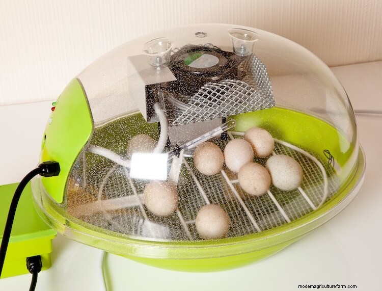 Hatching Chicken Eggs: The Definitive 21 Day Guide