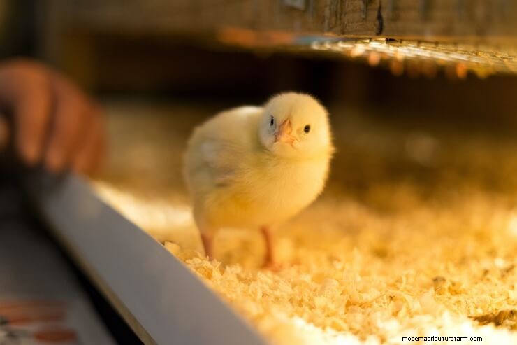 Hatching Chicken Eggs: The Definitive 21 Day Guide