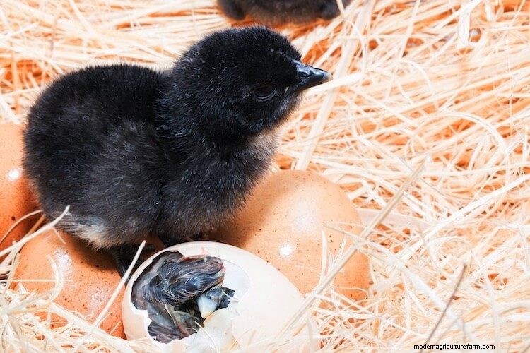 Hatching Chicken Eggs: The Definitive 21 Day Guide