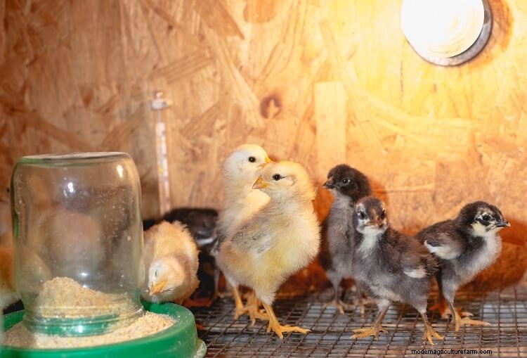 Hatching Chicken Eggs: The Definitive 21 Day Guide