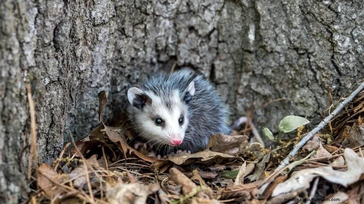 Do Possums Eat Chickens: Attack Signs, Flock Safety and More…