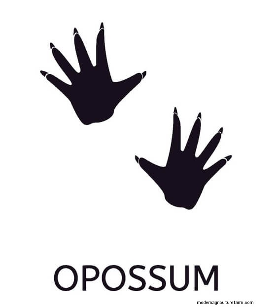 Do Possums Eat Chickens: Attack Signs, Flock Safety and More…