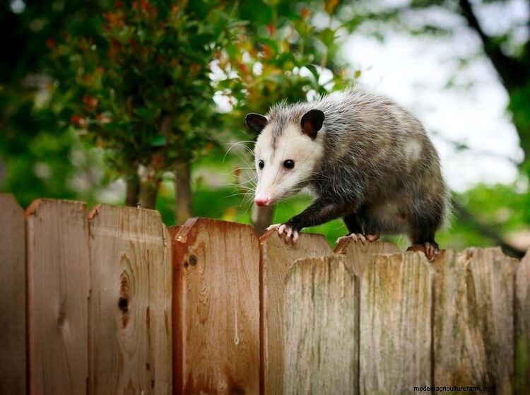 Do Possums Eat Chickens: Attack Signs, Flock Safety and More…