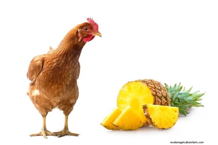 Can Chickens Eat Pineapple: What To Know Before Feeding