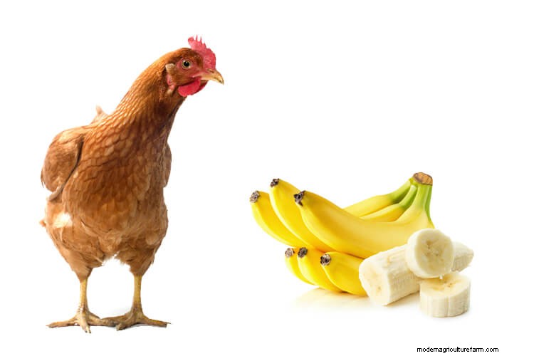 Can Chickens Eat Bananas: What To Know Before Feeding