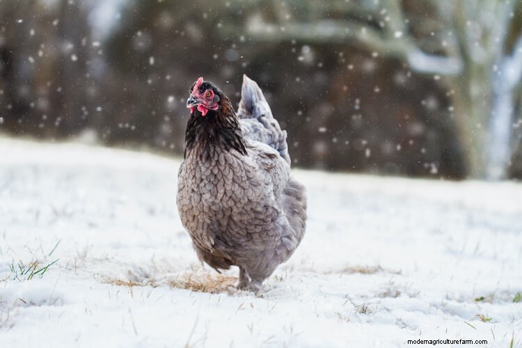 5 Best Chicken Coop Heaters: The Complete Buyer’s Guide