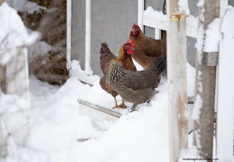 5 Best Chicken Coop Heaters: The Complete Buyer’s Guide