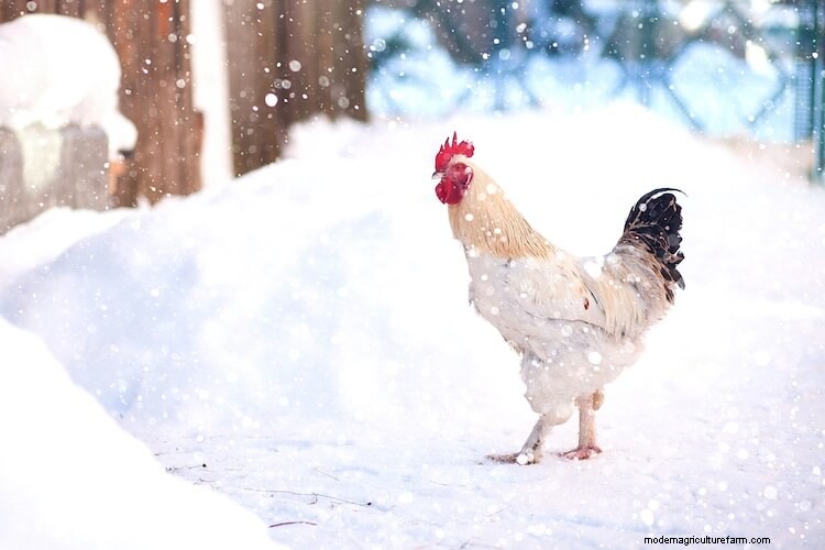 5 Best Chicken Coop Heaters: The Complete Buyer’s Guide