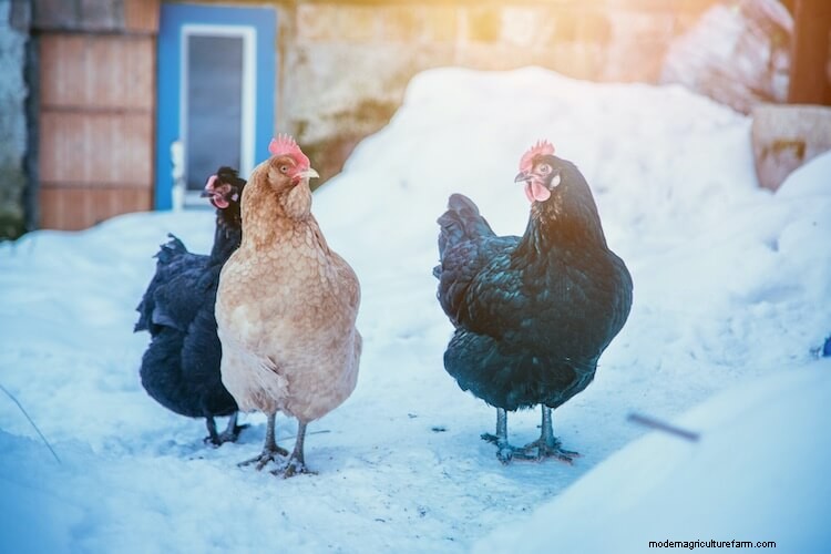 5 Best Chicken Coop Heaters: The Complete Buyer’s Guide