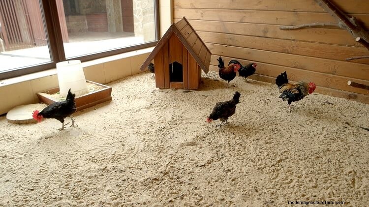 Using Sand As Coop Bedding: The Complete Guide