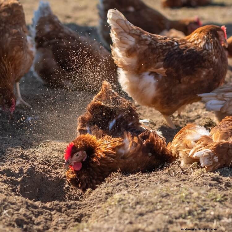 Using Sand As Coop Bedding: The Complete Guide