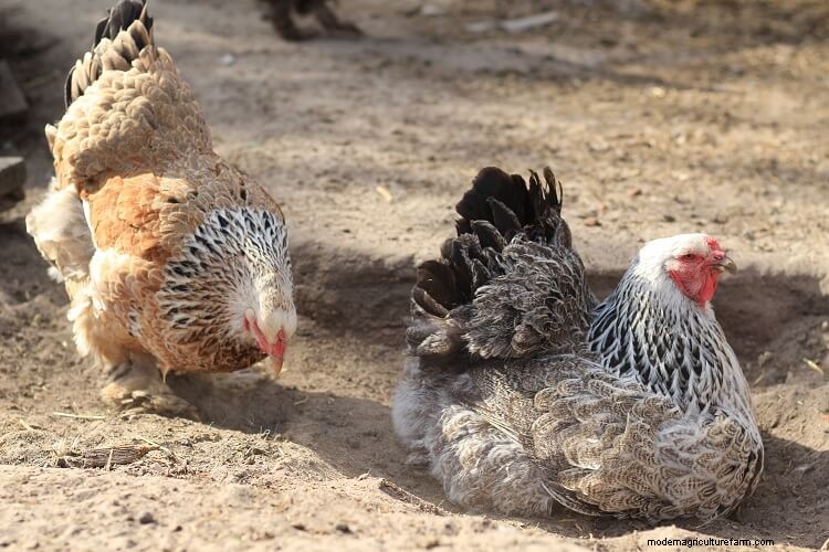 Using Sand As Coop Bedding: The Complete Guide