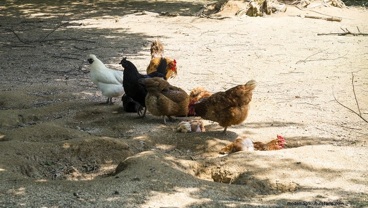 Using Sand As Coop Bedding: The Complete Guide