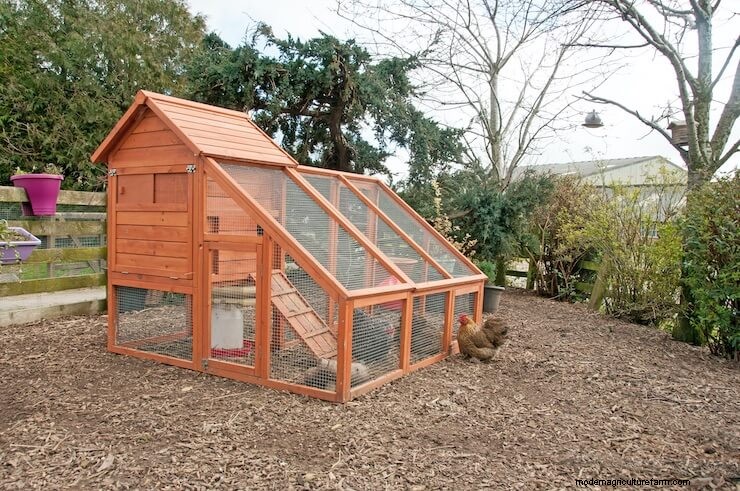 Chicken Coops: What To Know Before Buying