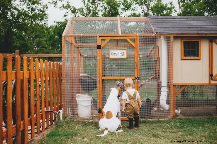 Chicken Coops: What To Know Before Buying
