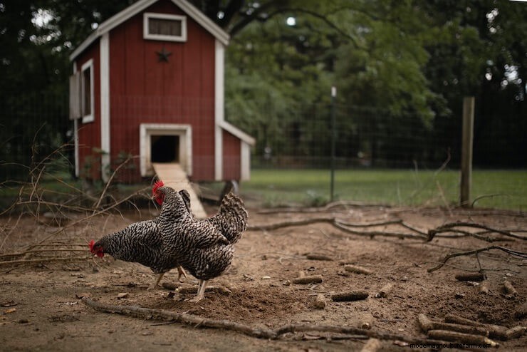 Chicken Coops: What To Know Before Buying
