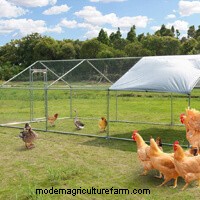 4 Best Walk-In Chicken Coops: The Complete Buyer’s Guide