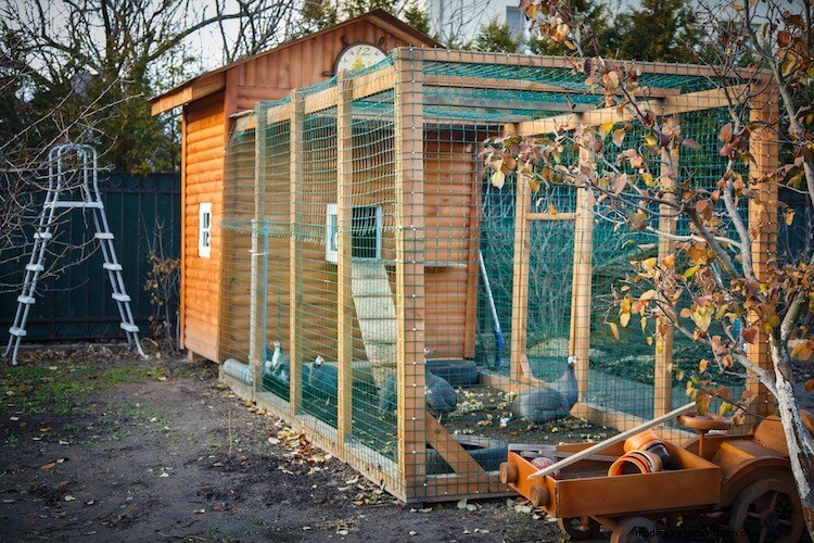 4 Best Walk-In Chicken Coops: The Complete Buyer’s Guide