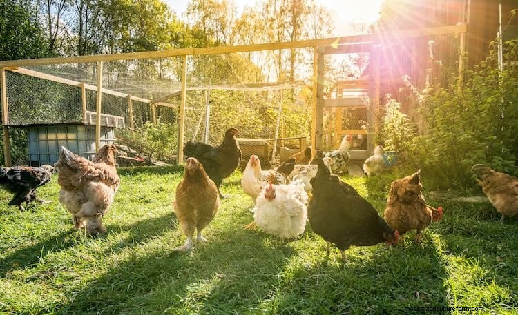 4 Best Walk-In Chicken Coops: The Complete Buyer’s Guide