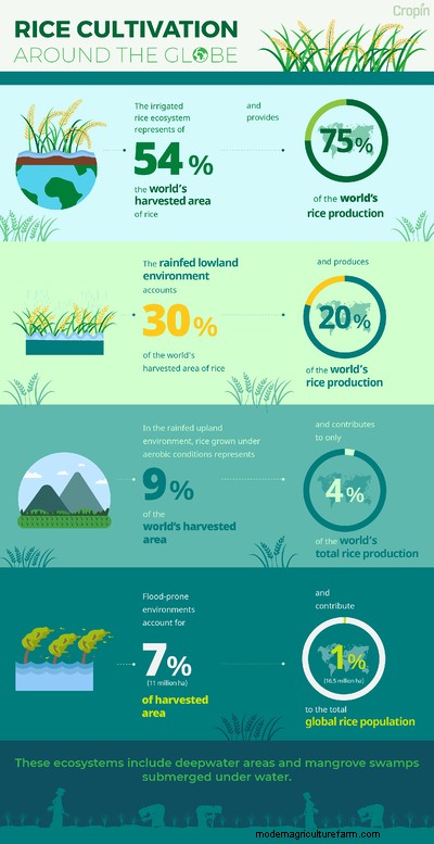 Sustainable Rice Practices — Safeguarding The Environment, Sustaining Livelihoods