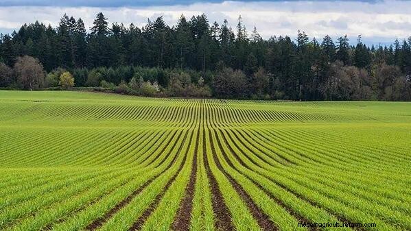 Regenerative Agriculture: Do Consumer Trends Decide How We Farm?
