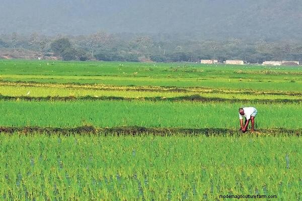 Stubble Burning: Associated Risks and Possible New-Generation Alternatives