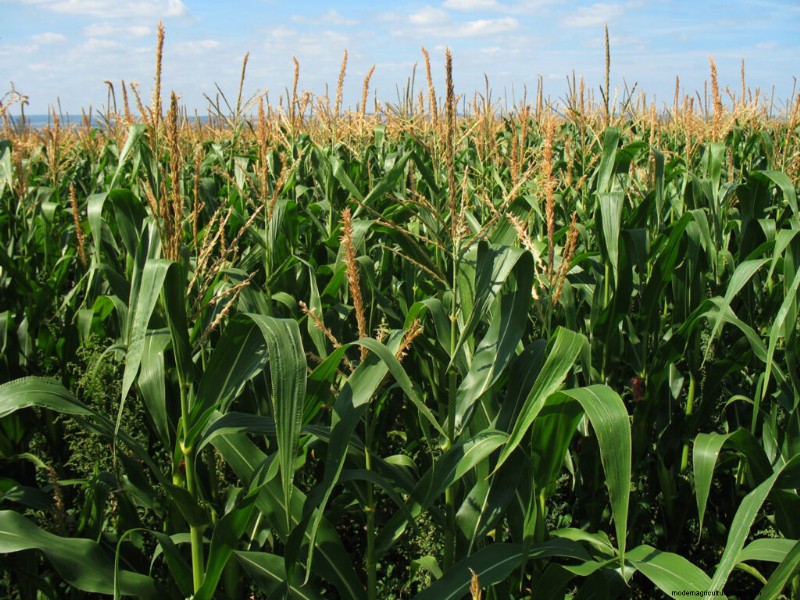 Corn Growing and Harvest Information