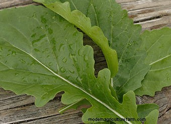 Seeds to Sow Mid-August