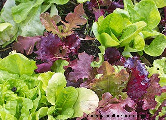 Seeds to Sow Mid-August